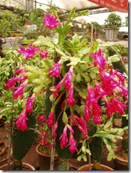 Epiphyllum Truncatus