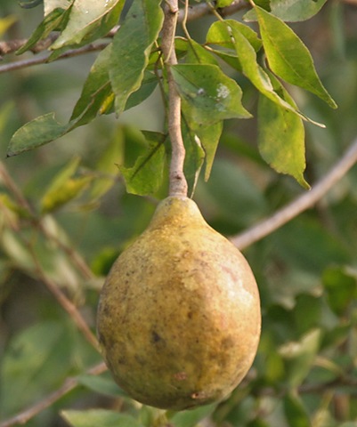 [bael-fruit[2].jpg]