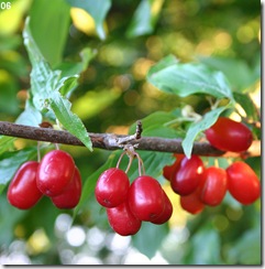 Cornelian_Cherry