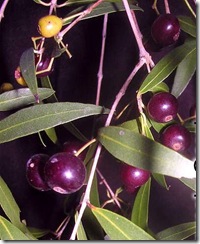 Blepharocalyx_salicifolius Blepharocalyx_salicifolius