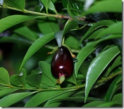 cherry_of_the_rio_grande