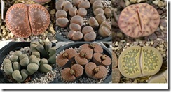 Lithops I Lithops I