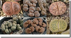 Lithops I