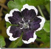 Nemophiladiscoidalis Nemophiladiscoidalis