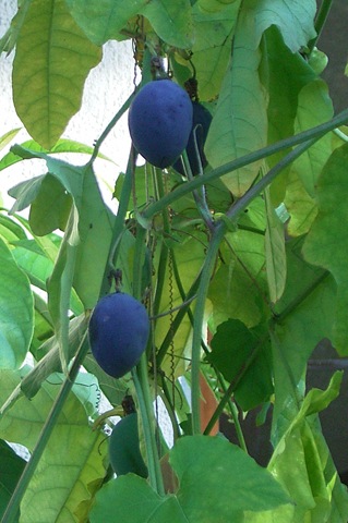 [Passifloramorifolia[3].jpg]