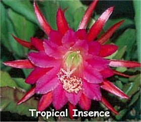 [Epi tropical incense[6].jpg]