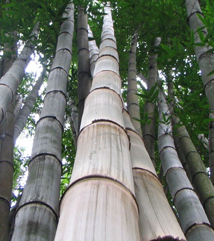 [dendrocalamus giganteus3[3].jpg]
