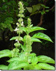 Ocimum sanctum