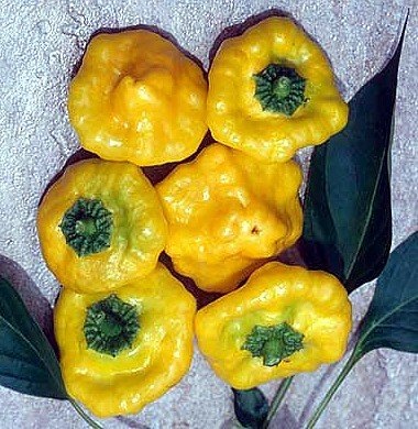 [Pepper  Yellow Jamaican[2].jpg]
