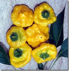 Pepper  Yellow Jamaican
