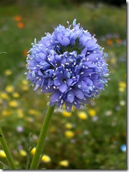 gilia_capitata