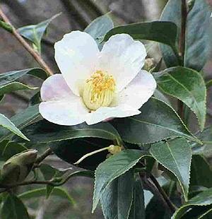 [camellia-sinensis-tea-plant[2].jpg]