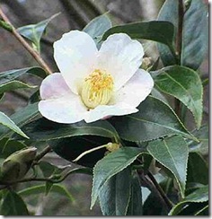 camellia-sinensis-tea-plant camellia-sinensis-tea-plant