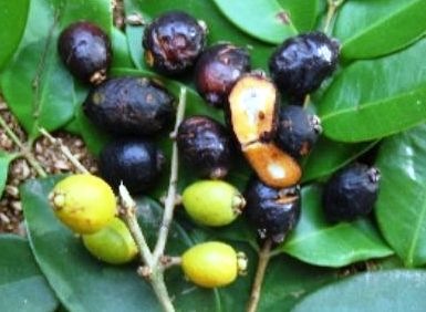 [Jaboticaba do Mangue[2].jpg]