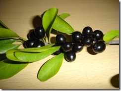 Quixabeira 6 Quixabeira 6