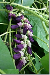 MucunaPruriens
