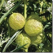 Asclepias gomphocarpus