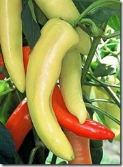 Pepper Hungarian Yellow Wax