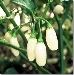 Pepper white habanero