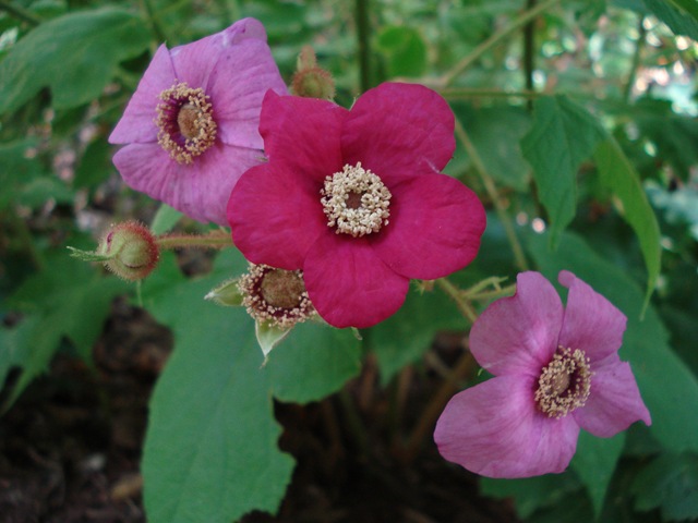 [Rubus odoratus[3].jpg]