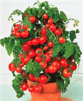 [Tomate Totem[2].jpg]