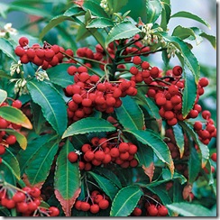 Ardisia_crenata Ardisia_crenata