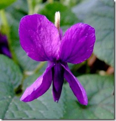 Viola odorata