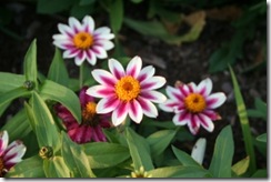 ZINNIA MARYLANDICA &ndash; SAHARA SERIES