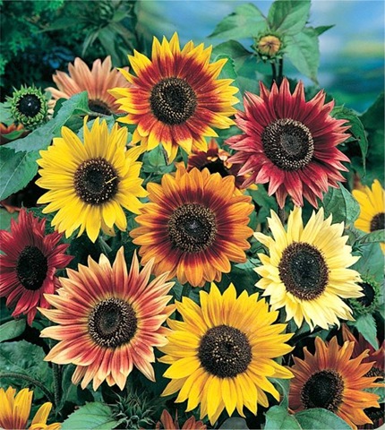 [Sunflower_Autumn_Beauty[2].jpg]