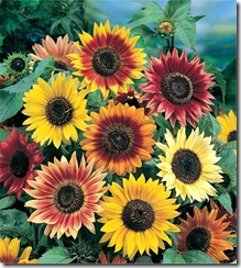 Sunflower_Autumn_Beauty