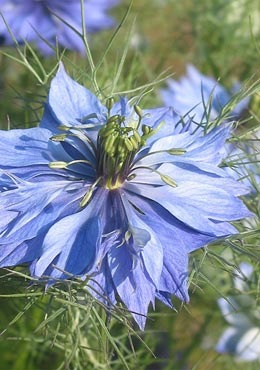 [Nigella_damascena[2].jpg]