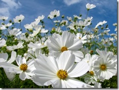 Cosmos_Purity