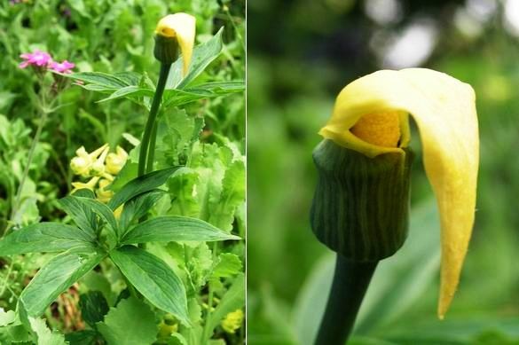 [Arisaemaflavum3.jpg]