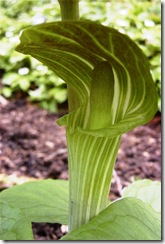 Arisaema amurense