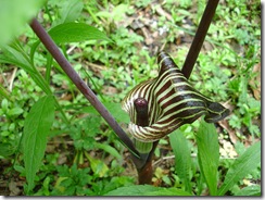 Arisaema triphyllum1