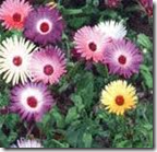 Mesembryanthemum Oculatum