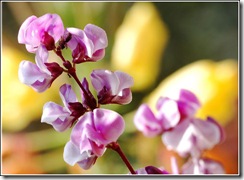 Lablab-Purpureus