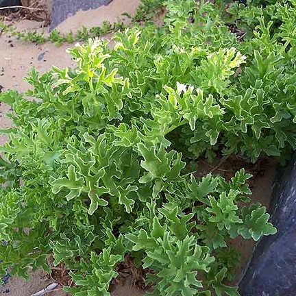 [Astydamialatifolia2.jpg]