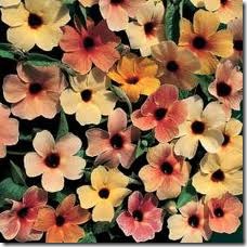 Thunbergia