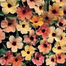 [Thunbergia[2].jpg]