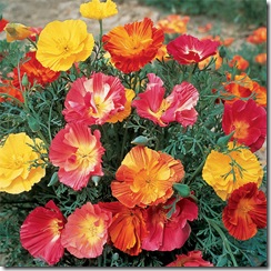 California Poppie Mix