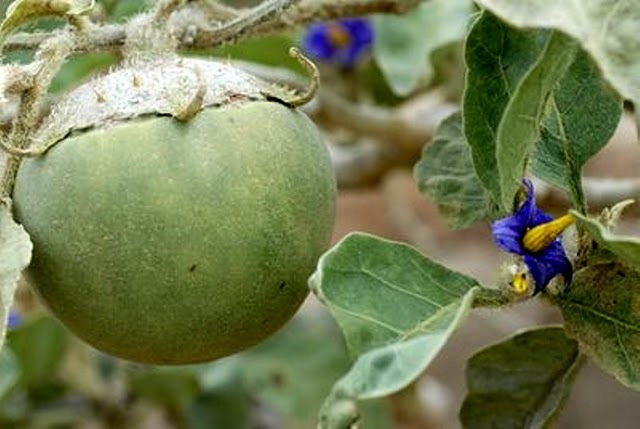 [Solanum lycocarpum1[2].jpg]