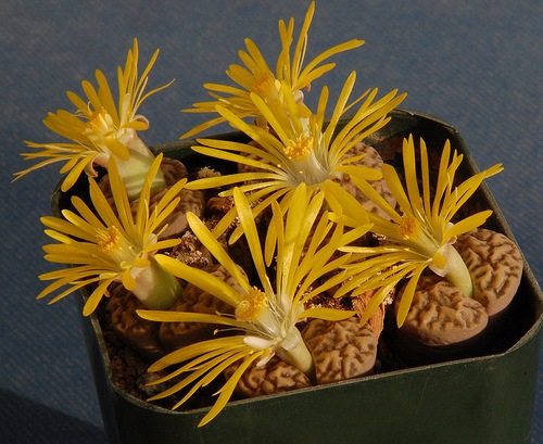 [L 14 Bromfieldii insularis[2].jpg]