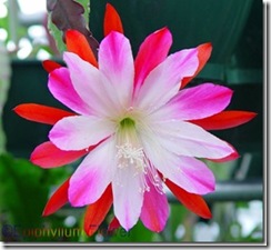 clip_image001