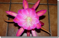 clip_image004