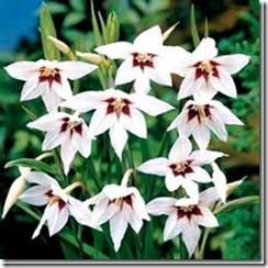clip_image044