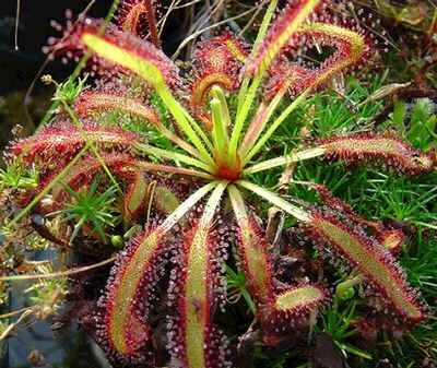 [Drosera capensis[2].jpg]