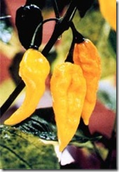 Pepper Fatalli