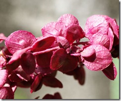 Atriplex hortensis Rubra1