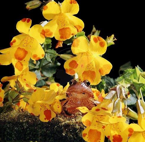 [Mimulus luteus1[2].jpg]
